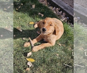 Golden Retriever Puppy for Sale in PIPESTONE, Minnesota USA