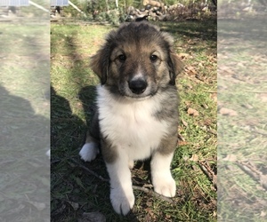Collie-Tornjak Mix Puppy for sale in MAPLE, WI, USA