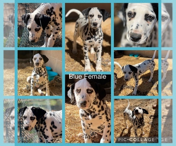 Full screen Photo #1 Dalmatian Puppy For Sale in SHELL KNOB, MO, USA