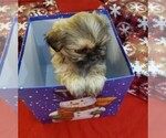 Small Photo #8 Shih Tzu Puppy For Sale in GRIFFIN, GA, USA
