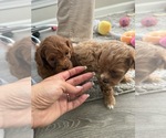 Small #8 Maltipoo
