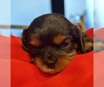 Small Photo #2 Cavalier King Charles Spaniel Puppy For Sale in WESTLAKE VILLAGE, CA, USA