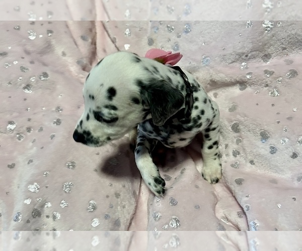 Medium Photo #13 Dalmatian Puppy For Sale in TEMPLE, TX, USA