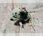 Small Photo #13 Dalmatian Puppy For Sale in TEMPLE, TX, USA