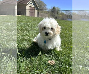 Zuchon Dogs for adoption in St. Louis Park, MN, USA