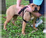 Small #3 Bulldog Mix