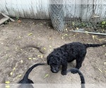 Puppy Puppy 3 Rottle