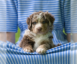 Small #1 Bernedoodle
