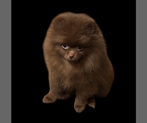 Pomeranian Puppy for sale in ALBANY, NY, USA
