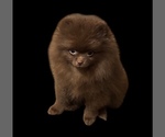 Image preview for Ad Listing. Nickname: Twix