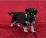 Small Photo #8 German Shepherd Dog Puppy For Sale in HOPEDALE, IL, USA