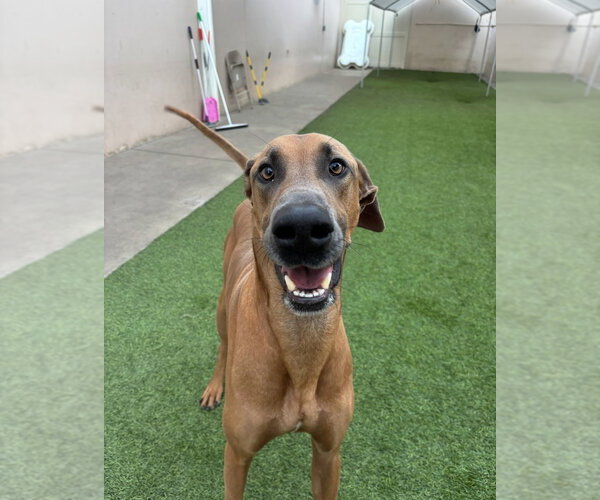 Medium Photo #4 Doberman Pinscher-Great Dane Mix Puppy For Sale in Dana Point, CA, USA