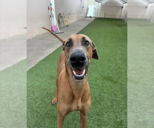 Gavyn - Male Doberman Pinscher-Great Dane Mix Dog for Adoption - Photo #4