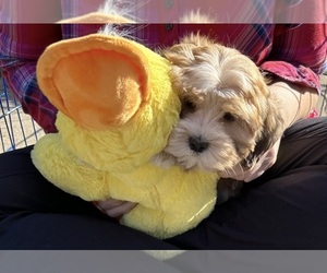 Havanese Puppy for Sale in LIVONIA, Michigan USA