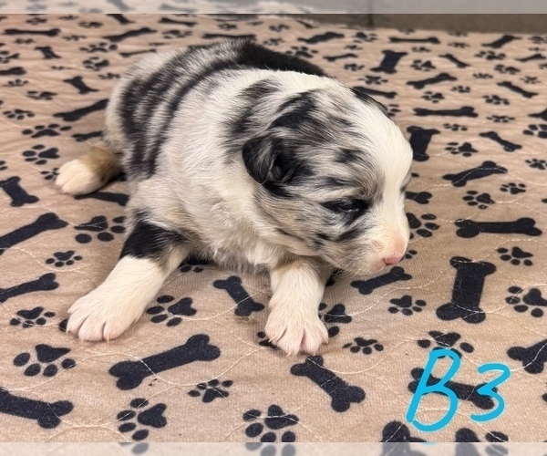 Medium Photo #23 Australian Shepherd Puppy For Sale in SALISBURY, NC, USA