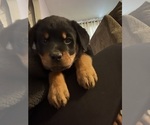 Small #15 Rottweiler