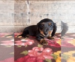 Small #19 Dachshund