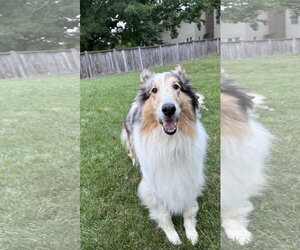 Collie Dogs for adoption in Chantilly, VA, USA