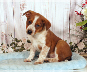 Boston Cattle Dog Puppy for sale in PENNS CREEK, PA, USA