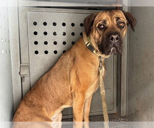 Mastiff Dogs for adoption in Downey, CA, USA