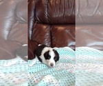 Small Photo #6 Bordoodle Puppy For Sale in UNICOI, TN, USA