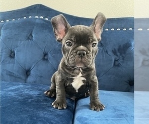 French Bulldog Puppy for sale in KANSAS CITY, MO, USA