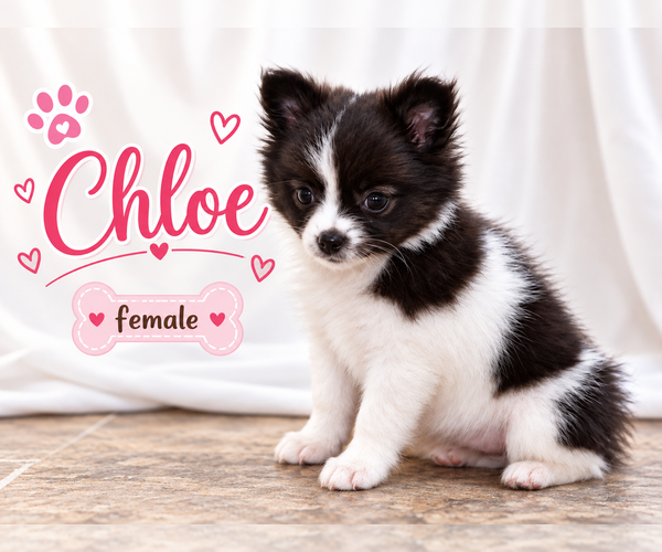 Medium Photo #4 Chiranian Puppy For Sale in CLARE, MI, USA