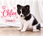 Litter of 4 - Male(s) and Female(s) ChiranianLitter of Puppies for Sale - Photo #4
