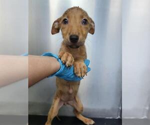 Labrador Retriever-Unknown Mix Dogs for adoption in San Antonio, TX, USA