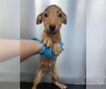 Small Labrador Retriever Mix