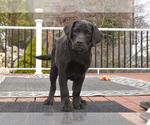 Small #2 Labrador Retriever