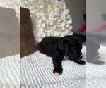 Small #6 Bernedoodle