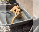 Small #9 Labrador Retriever-Pharaoh Hound Mix