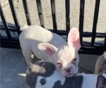 Small #3 French Bulldog
