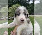 Small Aussiedoodle Miniature 