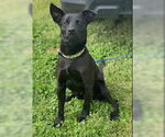 Small #4 Australian Kelpie-Labrador Retriever Mix