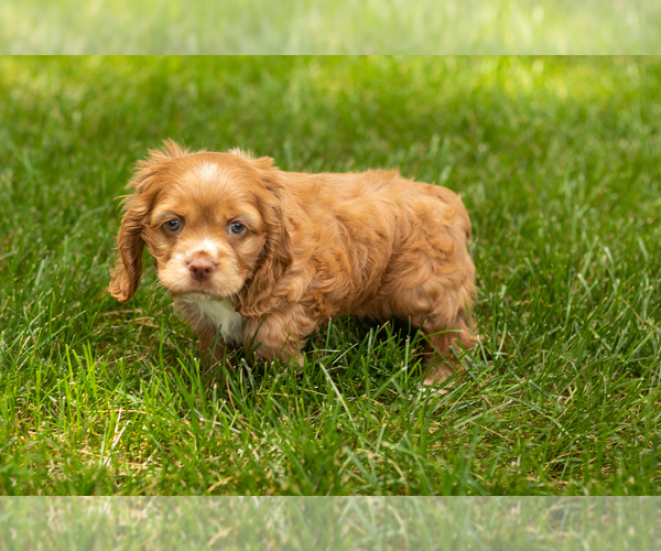 Medium Photo #16 Cocker Spaniel Puppy For Sale in NAPPANEE, IN, USA