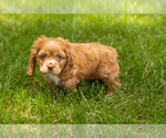 Small Photo #16 Cocker Spaniel Puppy For Sale in NAPPANEE, IN, USA