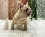 Small Photo #7 French Bulldog Puppy For Sale in FOLSOM, CA, USA