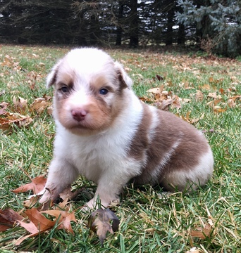 Medium Photo #4 Australian Shepherd Puppy For Sale in ROBERTS, IL, USA