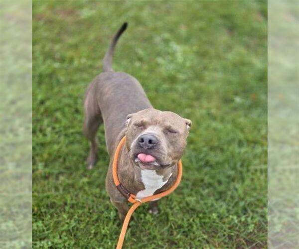 Medium Photo #3 American Bulldog Puppy For Sale in Louisville, KY, USA