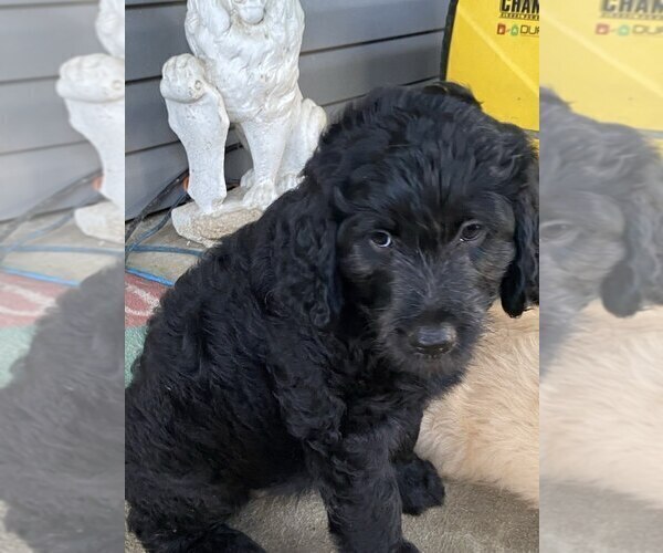 Medium Photo #7 Goldendoodle Puppy For Sale in PARKER CITY, IN, USA