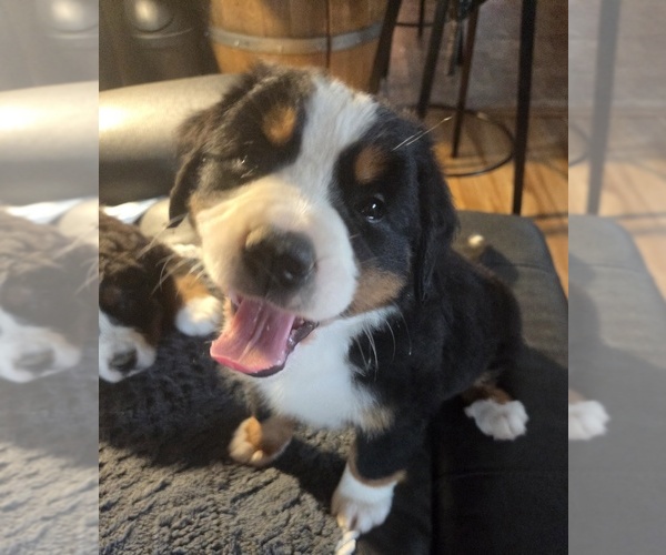 Medium Photo #1 Bernese Mountain Dog Puppy For Sale in HILLSBORO, OH, USA