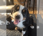 Small Bernese Mountain Dog
