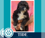 Small Photo #4 Mutt Puppy For Sale in Kimberton, PA, USA