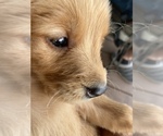 Small #6 Golden Retriever