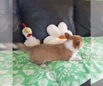 Small #22 Pembroke Welsh Corgi