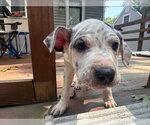 Small American Pit Bull Terrier-American Staffordshire Terrier Mix