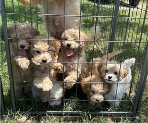 Cavapoo Litter for sale in NORMANGEE, TX, USA