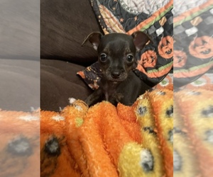 Chihuahua Puppy for sale in MISHAWAKA, IN, USA